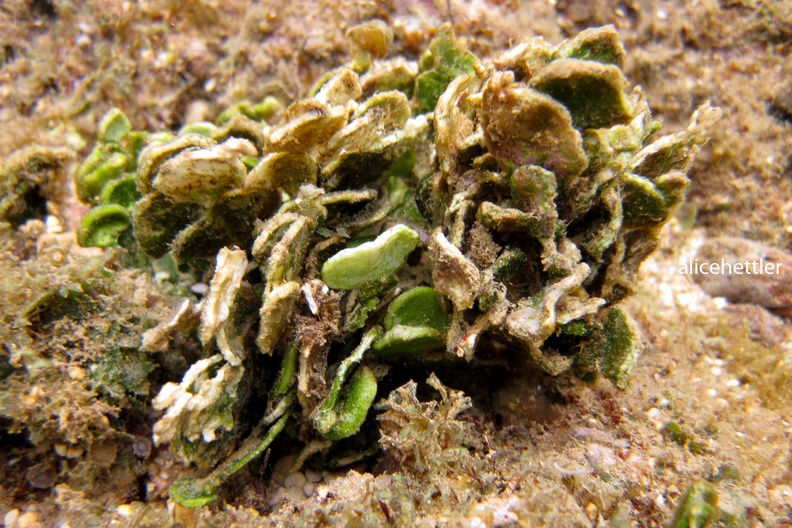 Kaktus-Alge (Halimeda discoidea)